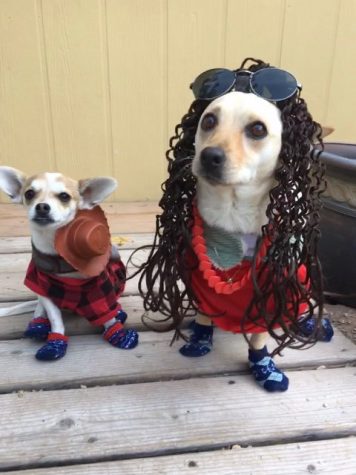 Nano (left) and Kiara (right) stare at their owner while wearing their costumes and socks to protect their paws.