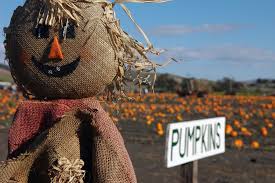 Celebrate Fall with a pumpkin patch adventure